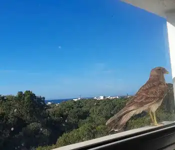 Alquiler temporario de casa em Quequén