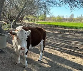 Alquiler temporario de casa quinta en Gaiman