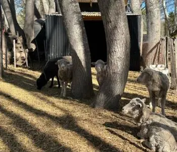 Alquiler temporario de casa quinta en Gaiman