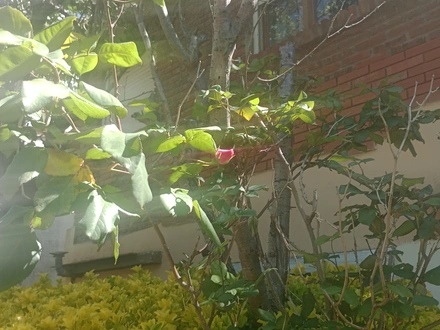 Alquiler temporario de casa em Necochea