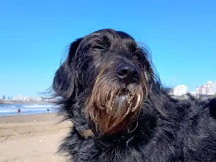Alquiler temporario de casa em Mar del plata
