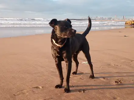 Alquiler temporario de casa em Mar del plata