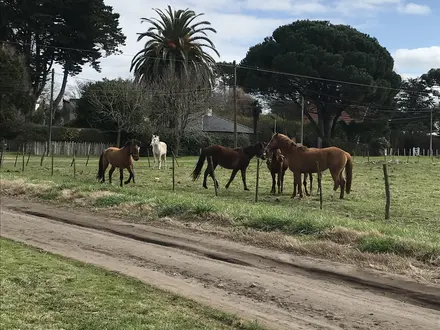 Alquiler temporario de casa en Chapadmalal