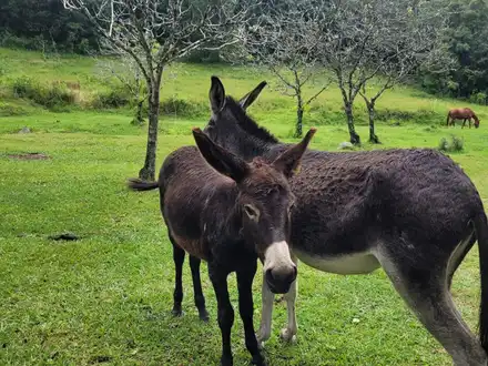 Alquiler temporario de casa em La caldera