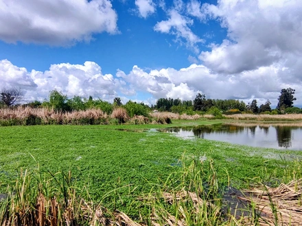 Arriendo temporario de cabana em Cachapoal