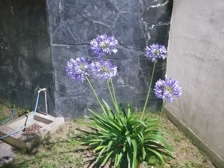 Alquiler temporario de caba&ntilde;a en Mar de aj&oacute;