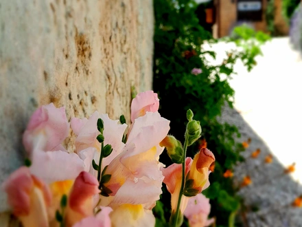 Alquiler temporario de cabana em San clemente del tuyu