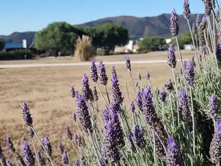 Alquiler temporario de apartamento em La estancia