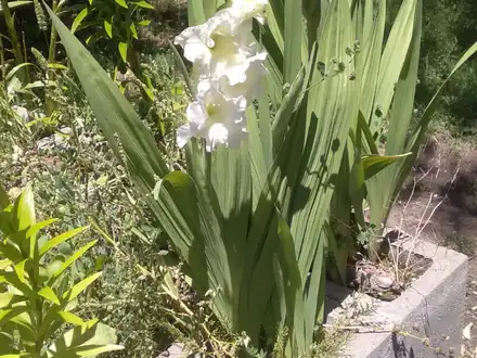 Alquiler temporario de casa em La lucila del mar