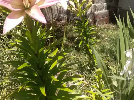 Alquiler temporario de casa em La lucila del mar