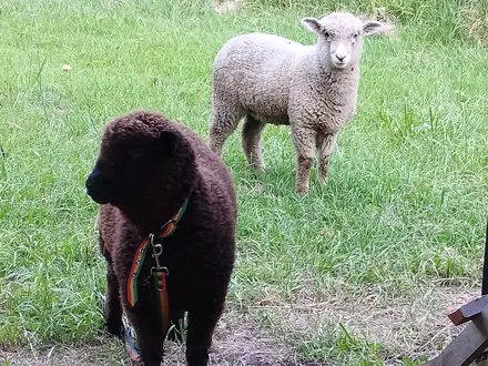 Alquiler temporario de caba&ntilde;a en Miramar