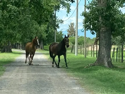 Alquiler temporario de casa de campo em Cerrillos