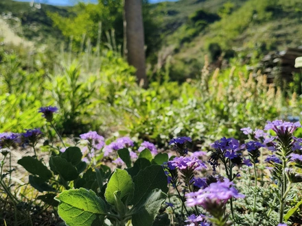 Alquiler temporario de caba&ntilde;a en El trapiche