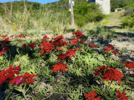 Alquiler temporario de caba&ntilde;a en El trapiche