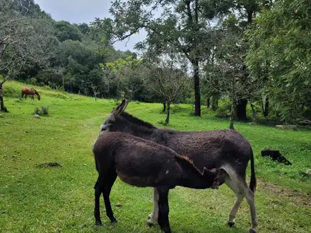 Alquiler temporario de casa em La caldera