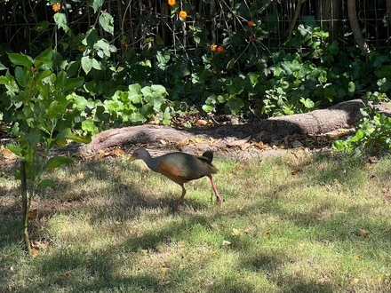 Alquiler temporario de casa de campo em Punta ballena