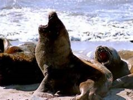Alquiler temporario de casa en Mar del plata