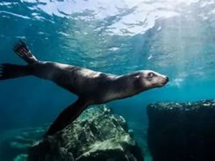 Alquiler temporario de casa en Mar del plata