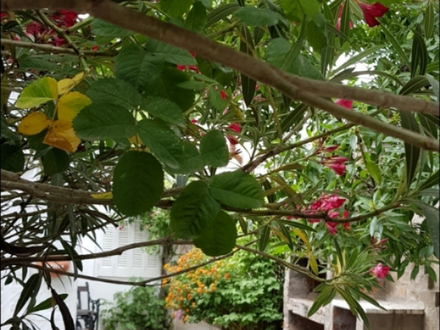 Alquiler temporario de casa en Claromeco