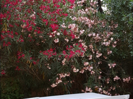 Alquiler temporario de casa en Claromeco