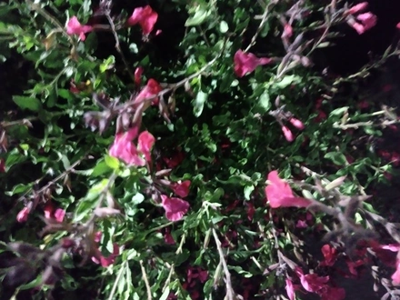 Alquiler temporario de apartamento em Mar del plata