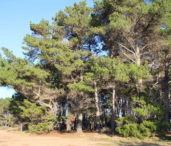 Arriendo temporario de cabana em Algarrobo