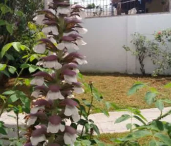 Alquiler temporario de casa em Miramar