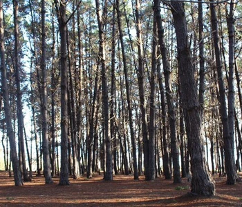 Arriendo temporario de cabana em Algarrobo