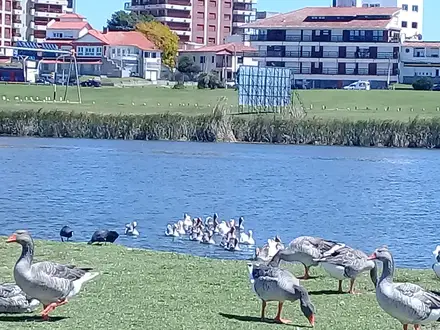 Alquiler temporario de apartamento em Mar del plata