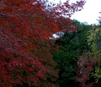 Alquiler temporario de casa quinta en Santa m&oacute;nica