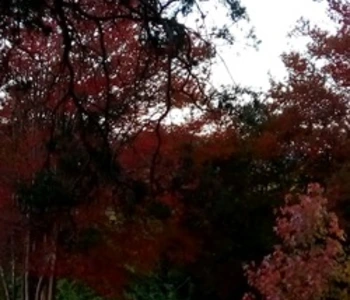 Alquiler temporario de casa quinta en Santa m&oacute;nica