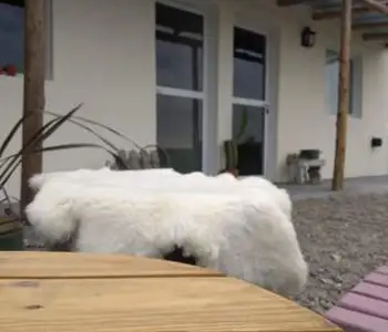 Alquiler temporario de apartamento em Puerto madryn