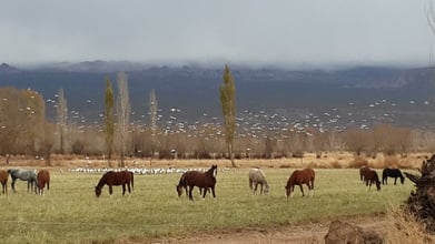 PAISAJE DE BARREAL..., Alquiler temporario de cabaña en Barreal