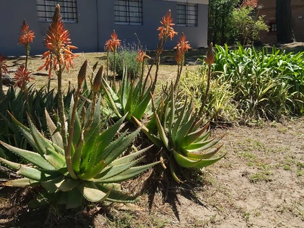 Alquiler temporario de apartamento em Pinamar