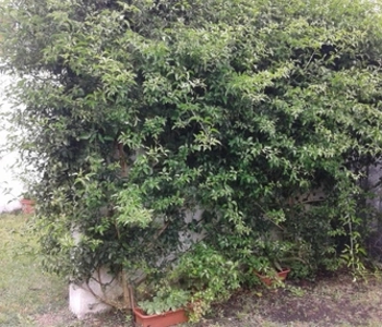 Alquiler temporario de casa em Ciudad de miramar