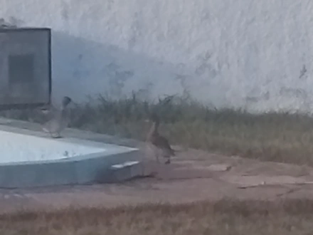 Alquiler temporario de casa de campo em Col. chapadmalal