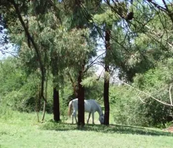 Alquiler temporario de apartamento em Carpintería