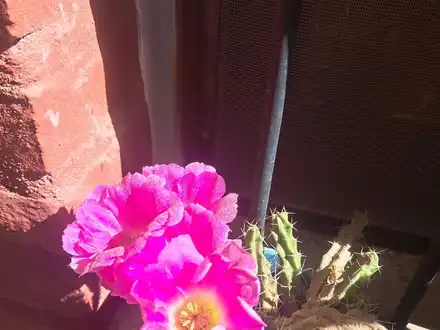 Alquiler temporario de cabana em Yerba buena
