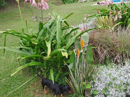 Alquiler temporario de casa em Villa san lorenzo